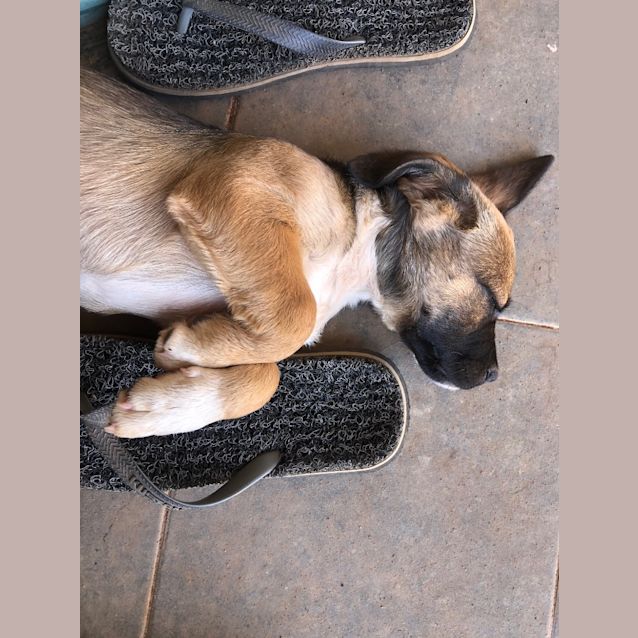 Photo of Maximillion