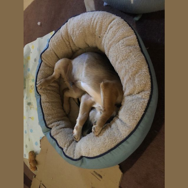 Photo of Maximillion