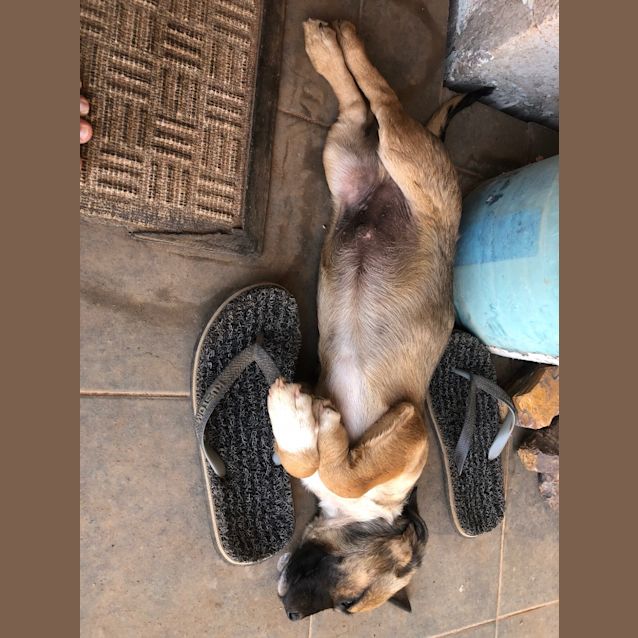 Photo of Maximillion