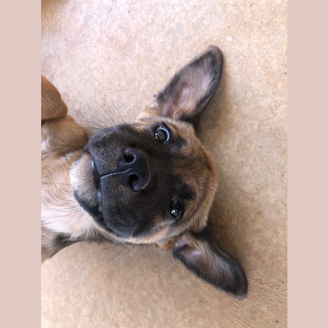 Photo of Maximillion