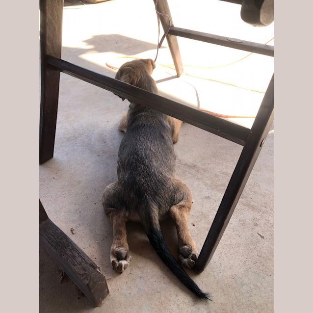 Photo of Maximillion