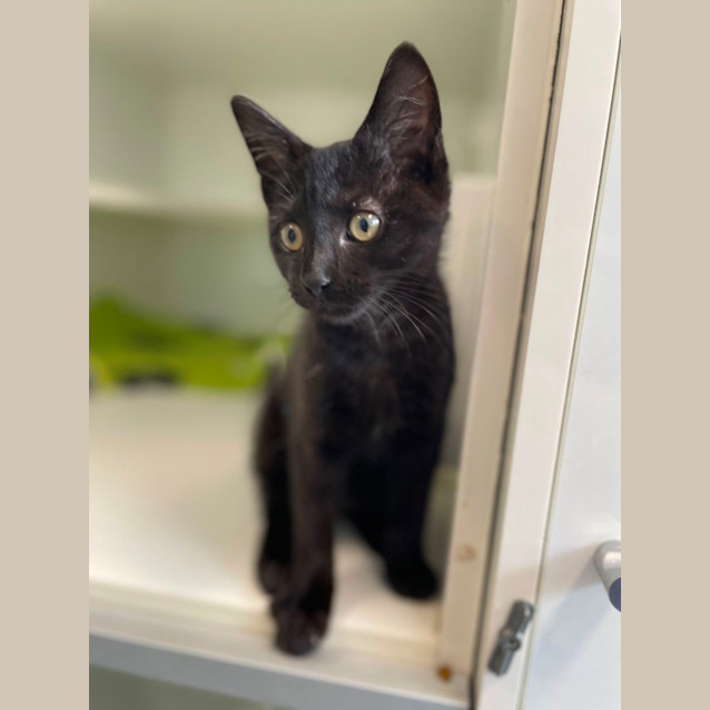 Photo of Domino