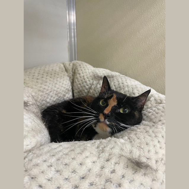 Photo of 💎 Astrid 5069 💎