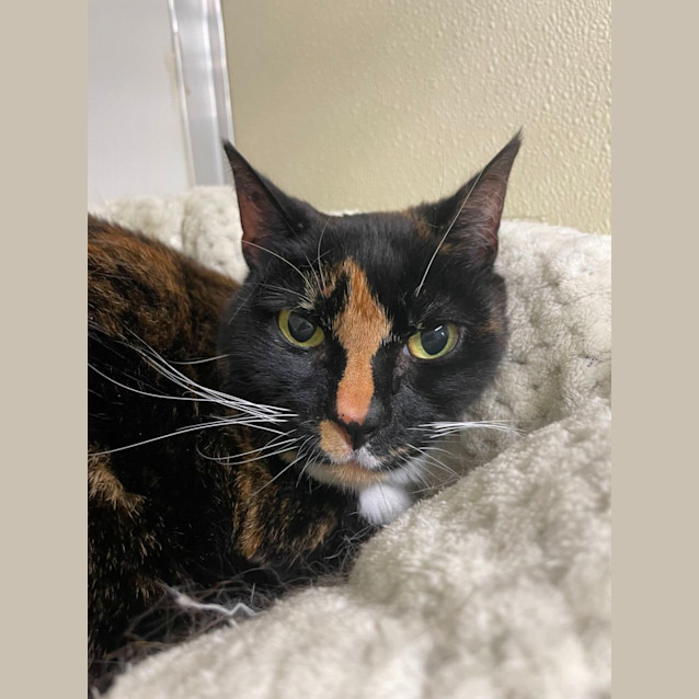 Photo of 💎 Astrid 5069 💎