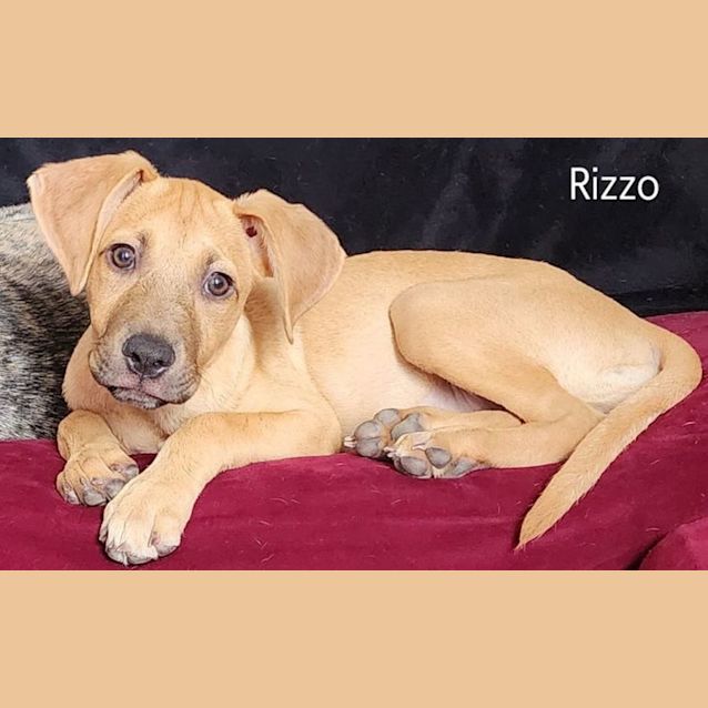 Photo of Rizzo