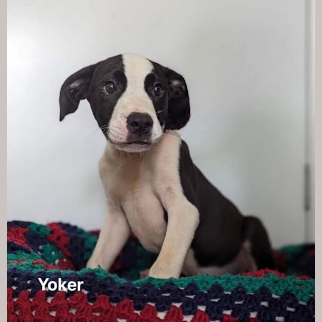 Photo of Yoker