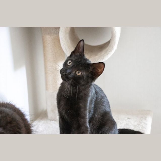 Photo of Stitch