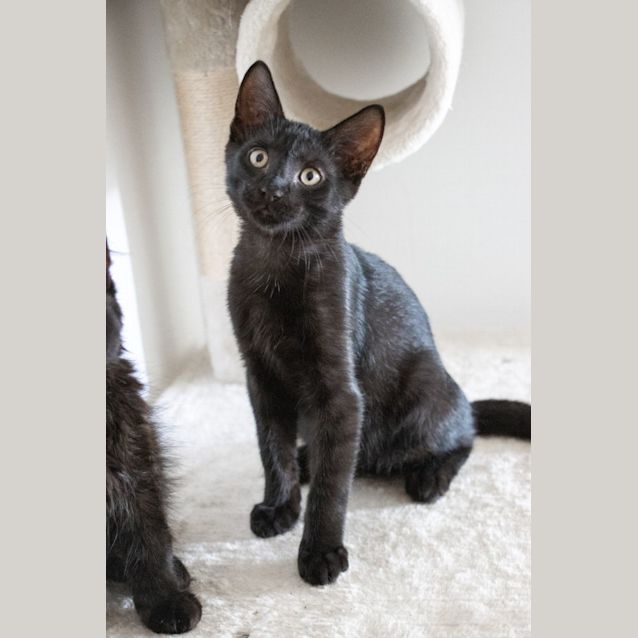 Photo of Stitch