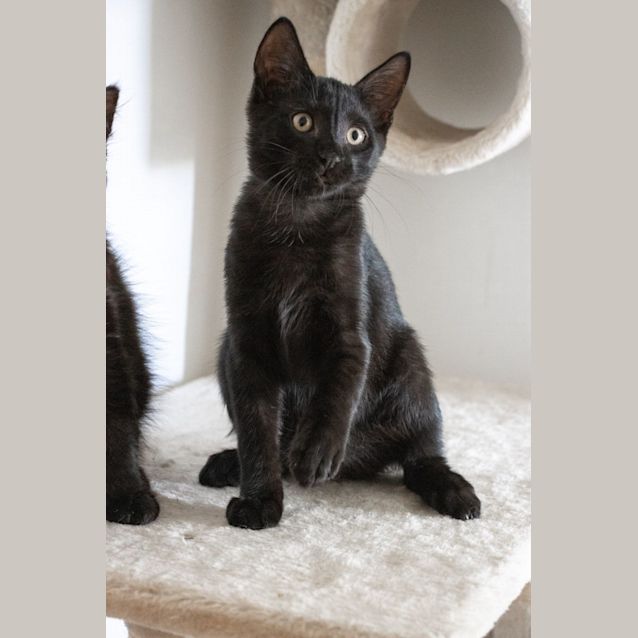 Photo of Stitch