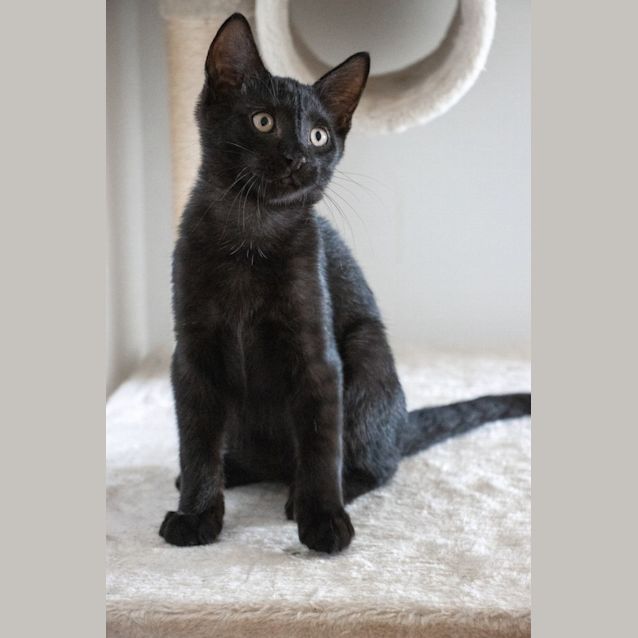 Photo of Stitch