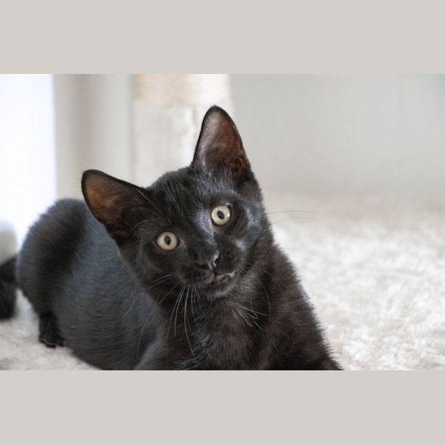 Photo of Stitch