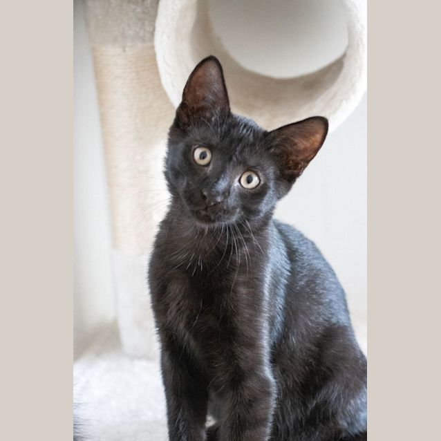 Photo of Stitch