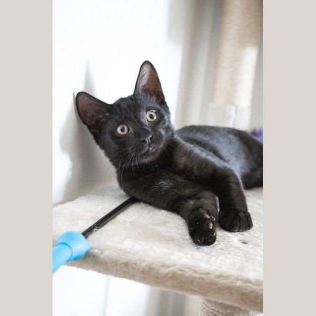 Photo of Stitch