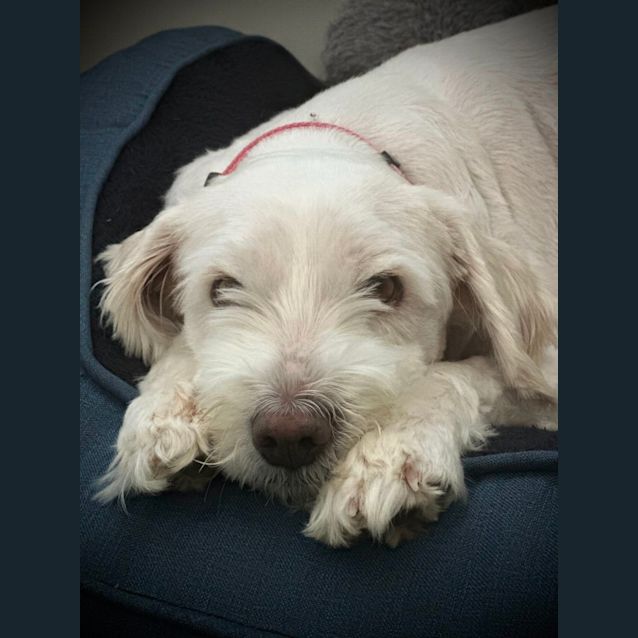 Photo of Curly