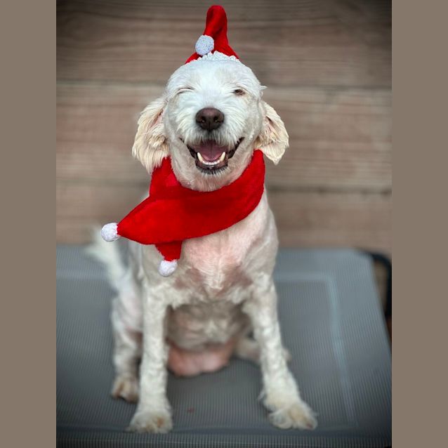 Photo of Curly