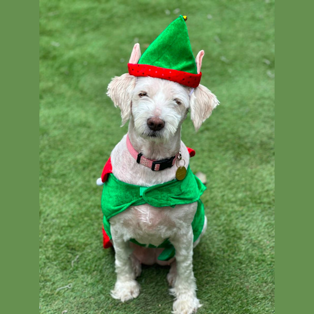 Photo of Curly