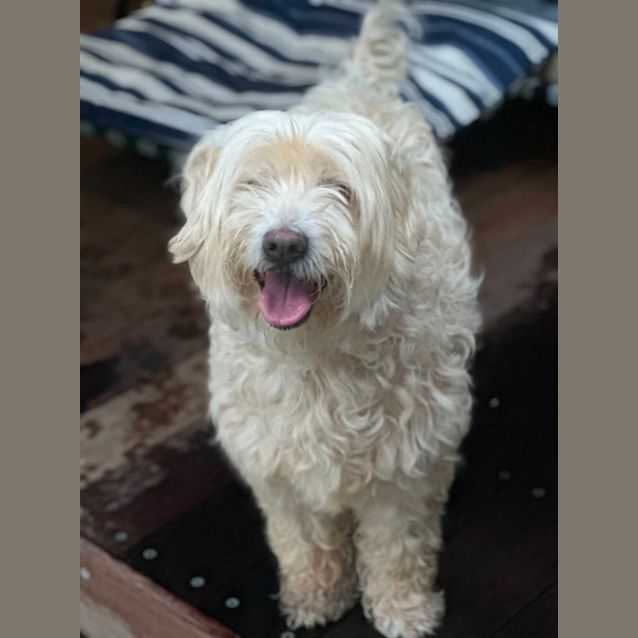 Photo of Curly