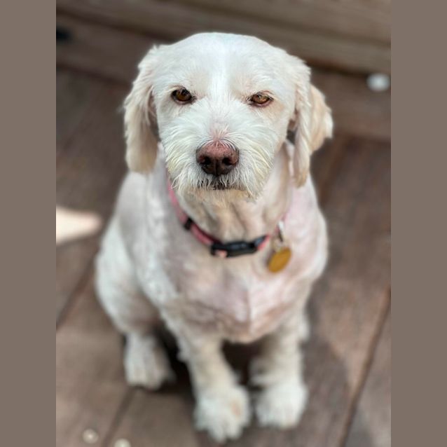 Photo of Curly