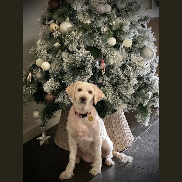 Photo of Curly