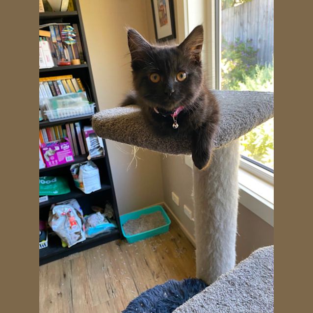 Photo of Salem Meet Me At Pet Stock Carrum Downs