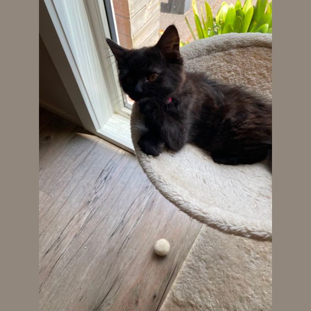 Photo of Salem Meet Me At Pet Stock Carrum Downs