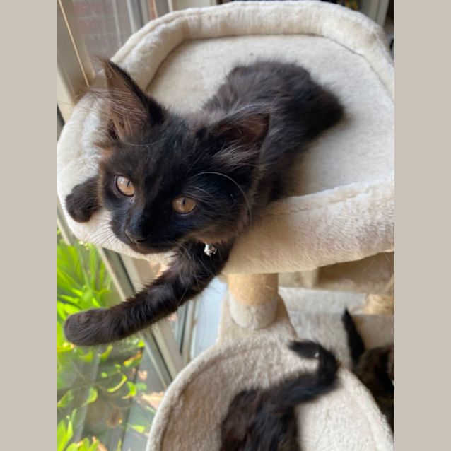 Photo of Salem Meet Me At Pet Stock Carrum Downs