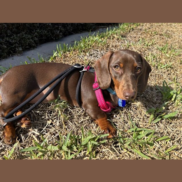 Photo of Sunday   6 Month Old Miniature Dachshund (Trial)