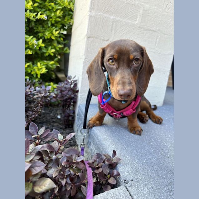 Photo of Sunday   6 Month Old Miniature Dachshund (Trial)