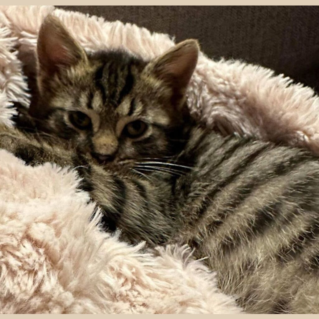 Photo of Hairy Mclary