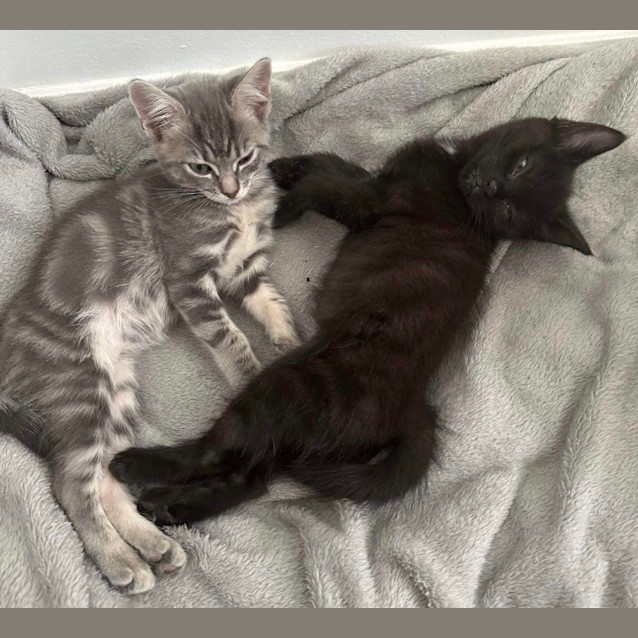 Photo of Ash & Tupip