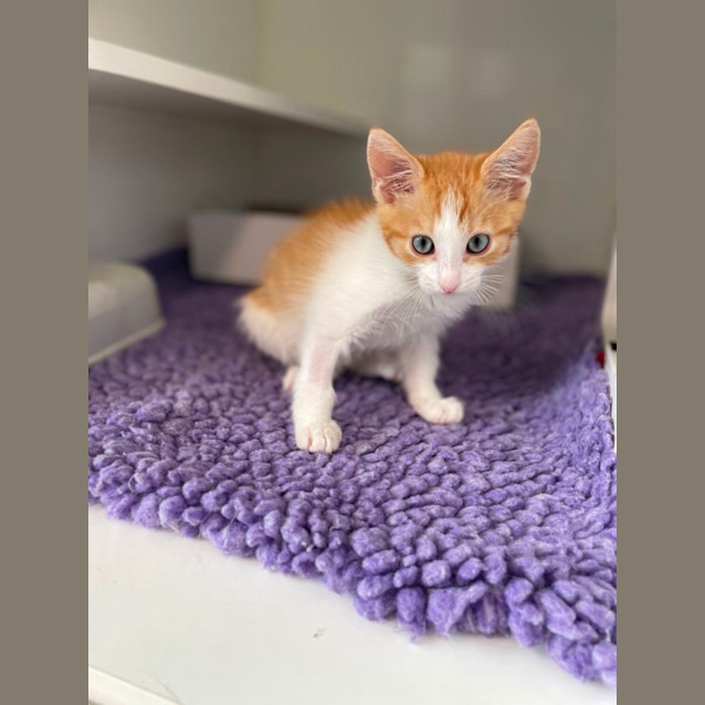 Photo of Cheeto