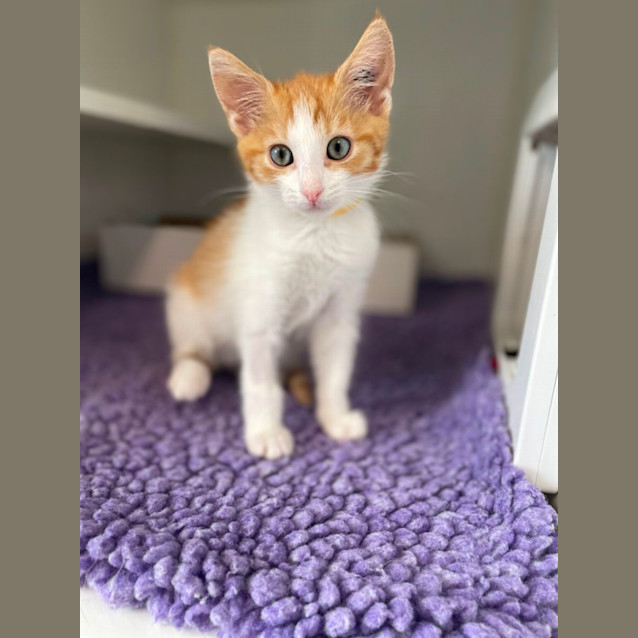 Photo of Cheeto