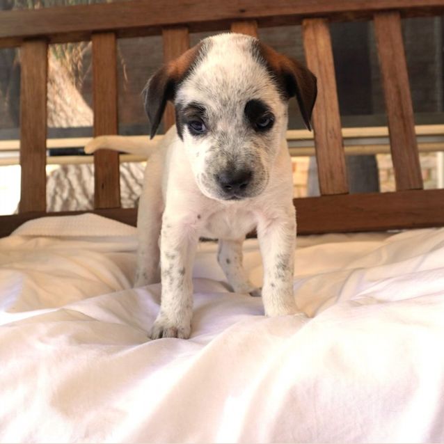 Photo of Blitzen