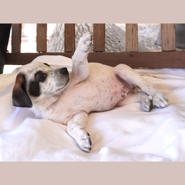 Photo of Blitzen