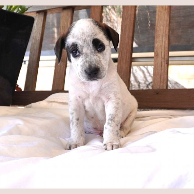 Photo of Blitzen