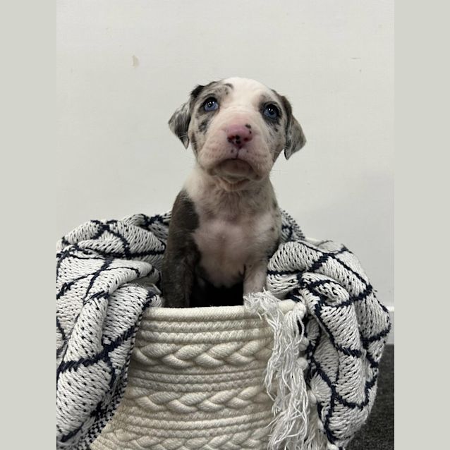 Photo of Yuna (Was Cupcake)