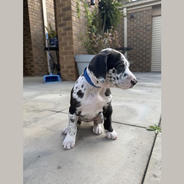 Photo of Goose ( Was Bubblegum)