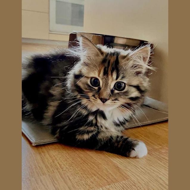 Photo of Toffie