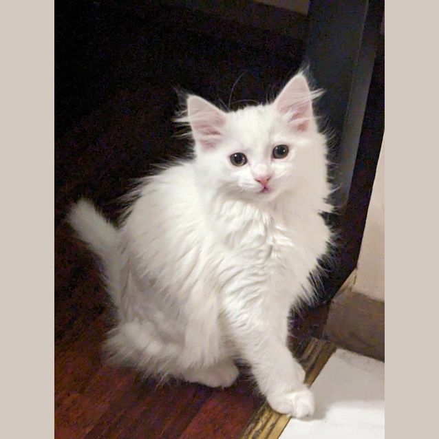 Photo of Daisy