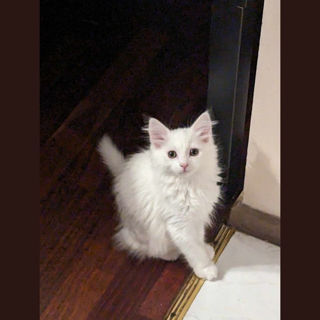 Photo of Daisy