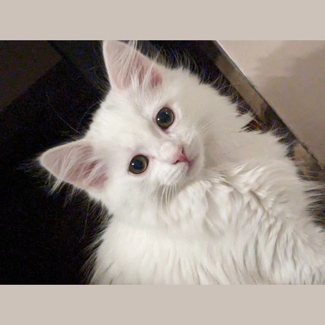 Photo of Daisy