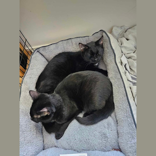 Photo of Milly And Lilly 