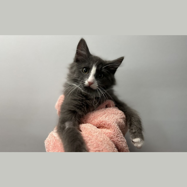 Photo of Smokey