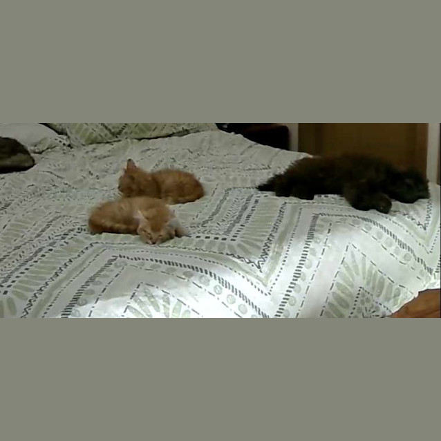 Photo of Harry And Marmalade 