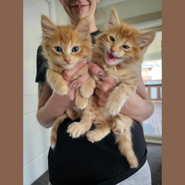 Photo of Harry And Marmalade 