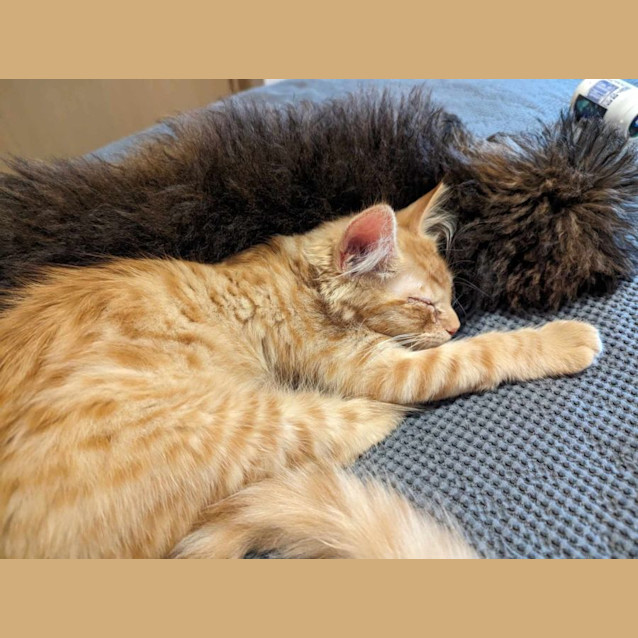 Photo of Harry And Marmalade 