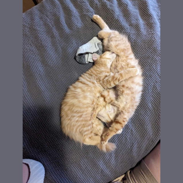 Photo of Harry And Marmalade 
