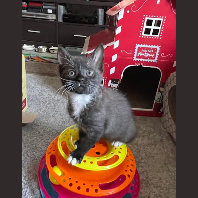 Photo of Perenia **2nd Chance Cat Rescue**