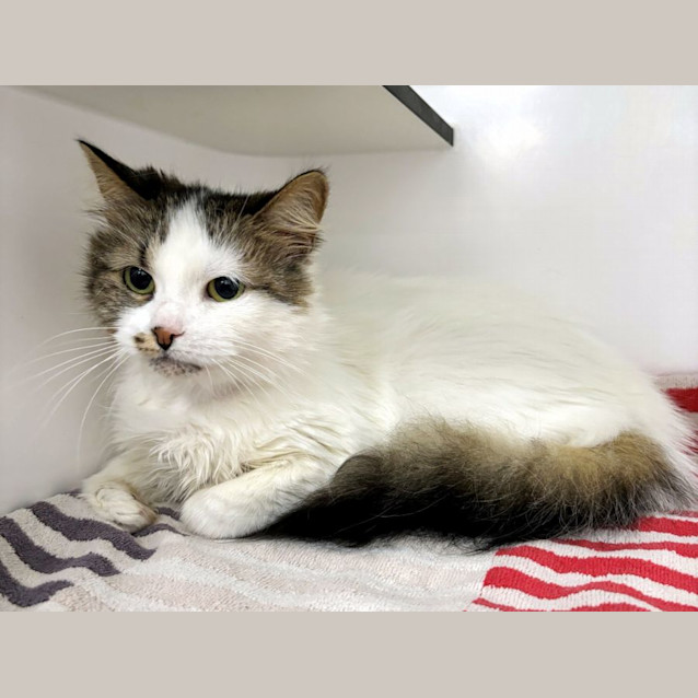 Photo of Babygirl Sua011944