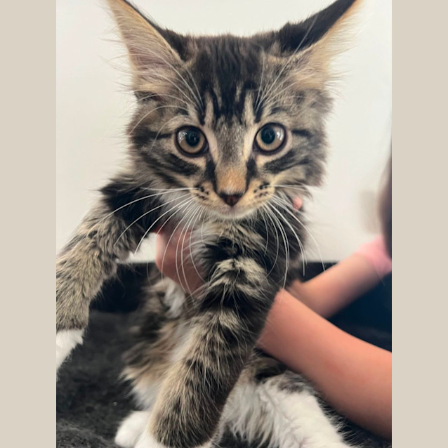 Photo of Star Meet Me @Petstock Mornington Central